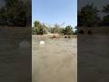 Monster Fish Net Catch.#rivermonster #fishingvideo #bigcatch #nature #trending