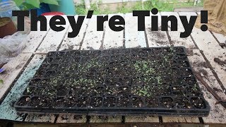 Growing Tobacco Pt. 2: Caring for Tobacco Seedlings