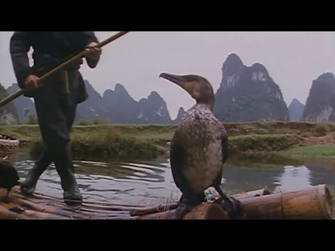 Vidéo: Le Michigan a-t-il des cormorans ?