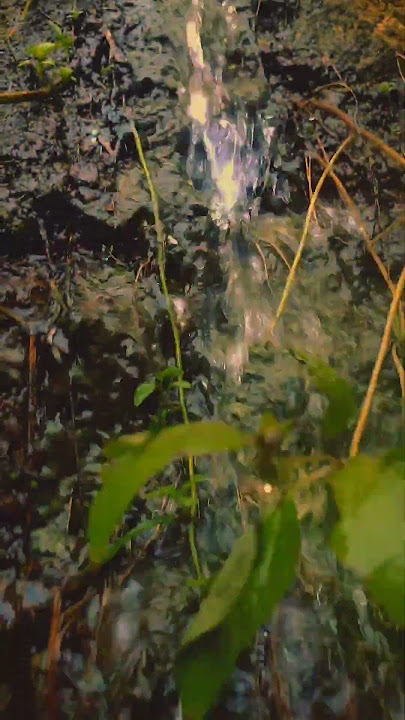A Symphony of Nature: Water, Plants, & Peace 💧🌿🏞️ #shorts #shortvideo #cinematic #nature #ASMRnature