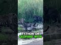 Honey Badger | The Bravest Animal in the World #shorts