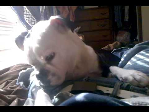 Puppy watches stomach growl - YouTube