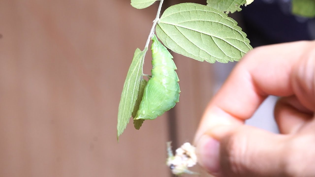 ついにオオムラサキの幼虫が…！【オオムラサキ飼育#5】【昆虫採集
