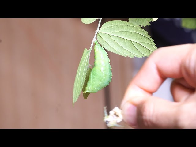 ついにオオムラサキの幼虫が…！【オオムラサキ飼育#5】【昆虫採集