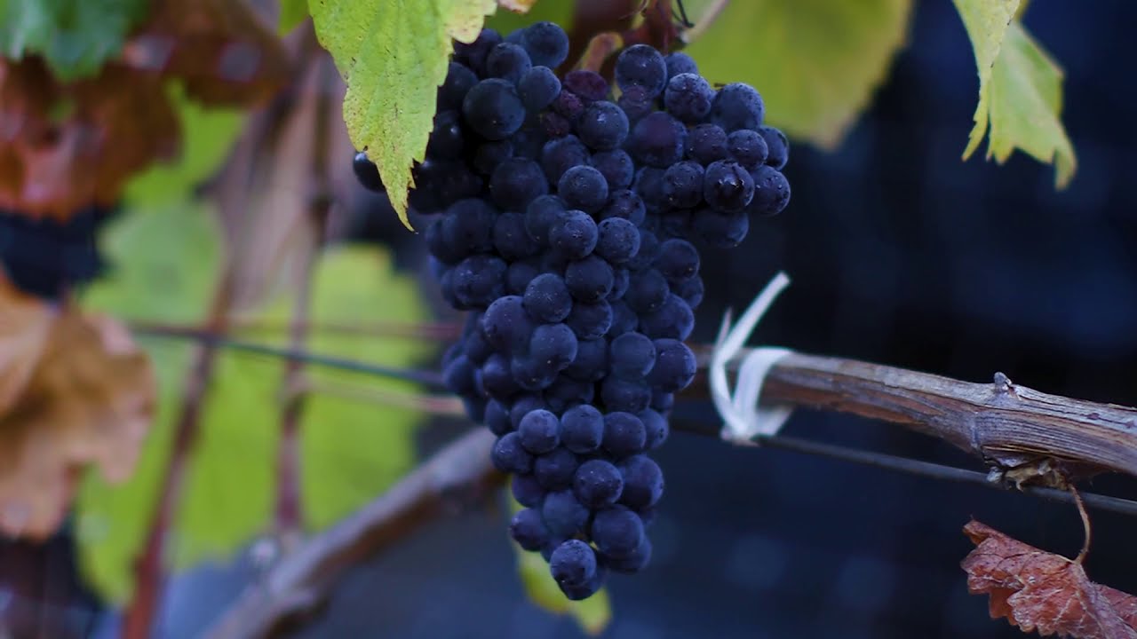 2011 Sonoma Coast Pinot Noir - Kosta Browne