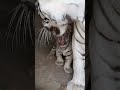 White Tiger White Tiger Baby Whitetiger Whitetigers mp3
