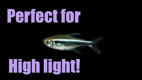 Do black neon tetras eat other fish?