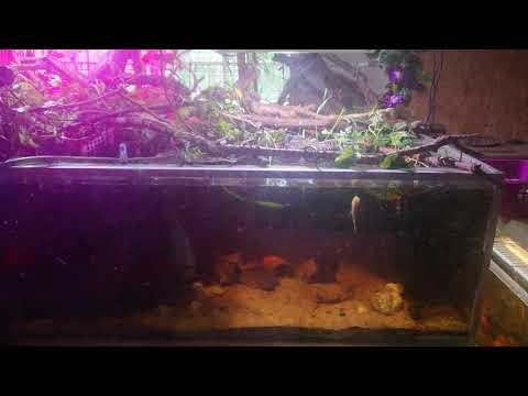 What #fish is that #barb? #aquarium #tanktalk #pond