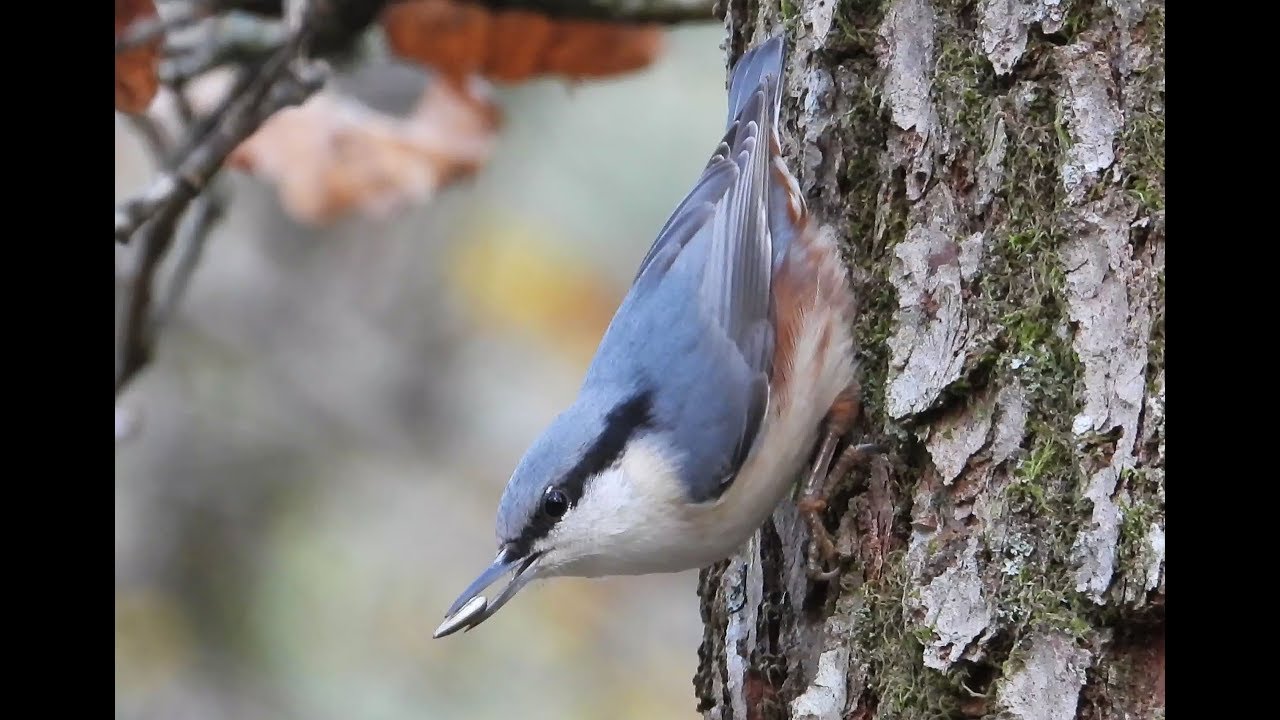 gabor nuthatch boots