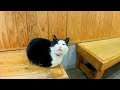 待合室で座っていた猫を撫でると膝の上に乗ってきた