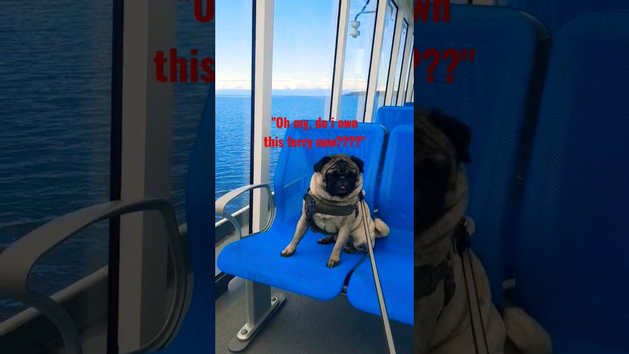 Jacob the Pug enjoying his ferry ride 