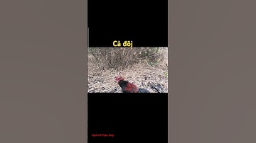 bẫy gà rừng#đanchivlog #gà rừng rặc về cả đôi