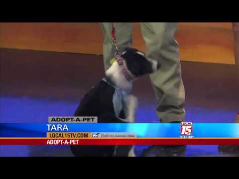 Video: Adoptuojamas savaitės šuo - tubby