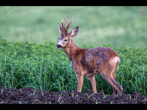 Gold Medal Roe Buck Hunting in Romania Rehbock Goldmedaille Jagd Jagt Guldbuk i Rumænien