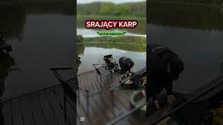 TUSZOL i SRAJĄCY KARP #tuszol #pyka