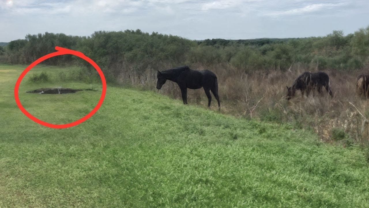 40 Incredible Nature Moments Caught on CCTV Camera