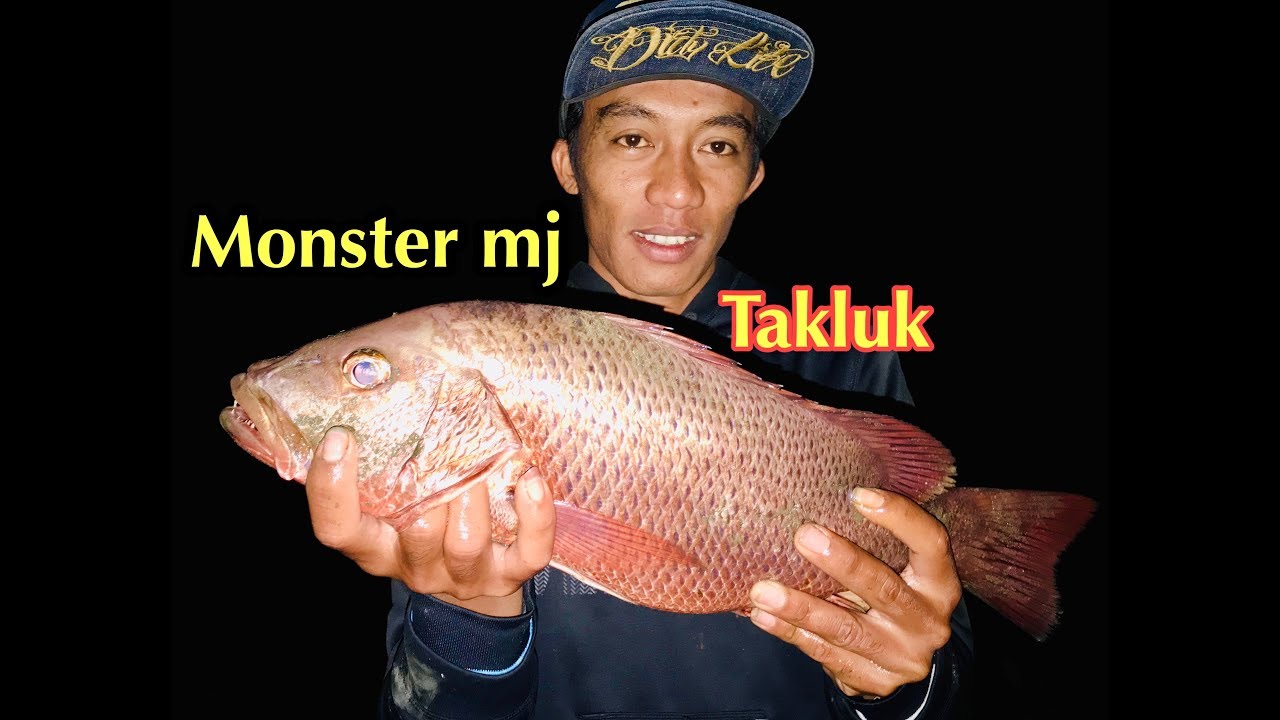 (JITU) umpan ikan mangrove Jack di malam hari,terbukti sangat ,Ampuh