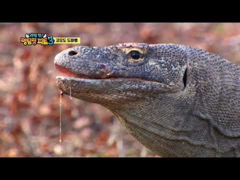 [생태도감] 1편. 코모도 도마뱀