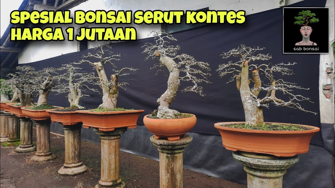 JUAL BONSAI SERUT KONTES HARGA KISARAN 1 JUTAAN MASIH BISA NEGO | sab bonsai