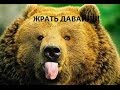 Видеоблог США#7 История с медведями и как обычно анекдот на тему))))