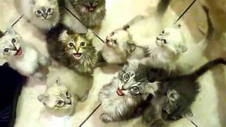 My insane hungry cats - ОЧЕНЬ МНОГО голодных котят! (Мяяяууу)) My insane hungry cats - ОЧЕНЬ МНОГО голодных котят! (Мяяяууу))