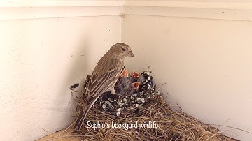 House finch nest highlight - 10 days
