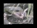 Grasshopper Sparrow nestlings eaten by Yellow-bellied Racer (snake)