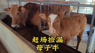 湖南农村赶场，捡漏一对土杂母子牛，大家猜猜值多少钱？