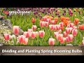 Dividing and Planting Spring Blooming Bulbs