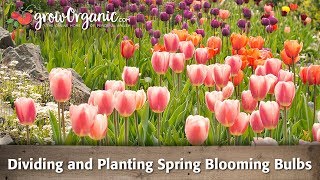 Dividing and Planting Spring Blooming Bulbs Dividing and Planting Spring Blooming Bulbs