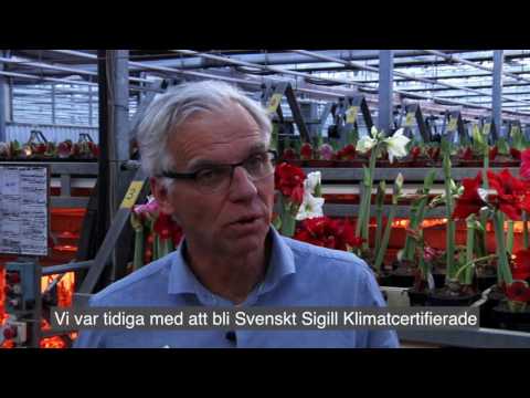 Video: Freesia-odlingskrav - Hur man tar hand om fresia i trädgårdar