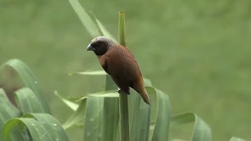 سوره الحديد بصوت القارئ سامر إسلام