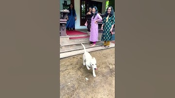 I’m a super hero Minnal loki #loki #superhero #minnalmurali #pets #og #labrador #puppy