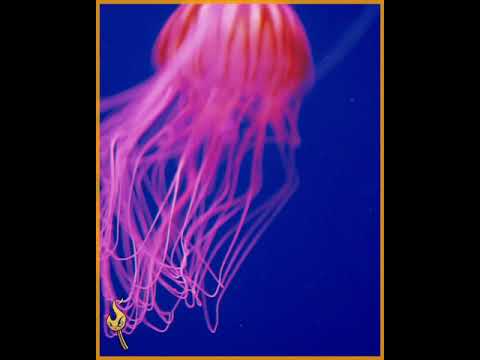 Video: ¿Qué medusa puede vivir para siempre?