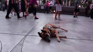 Circus Dog On Vegas Blvd- Gets Paid! by MasterPaw 11,972 views 5 years ago 1 minute, 35 seconds