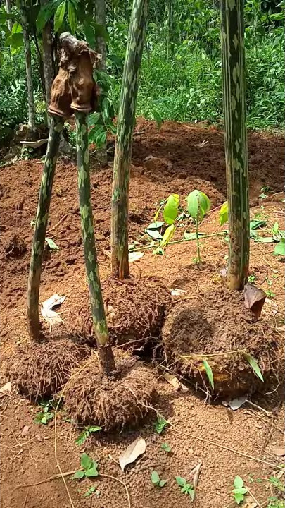 PORANG BESAR DARI HUTAN||PORANG LIAR#Shorts