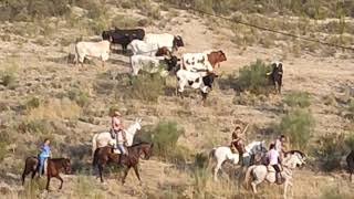 Encierro por Vereda a su paso por la sierra de la puerta en Canara, Cehegín-Murcia