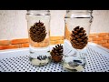 PINE CONE IN WATER TIME LAPSE | PINE SEED CLOSING TIME LAPSE ...