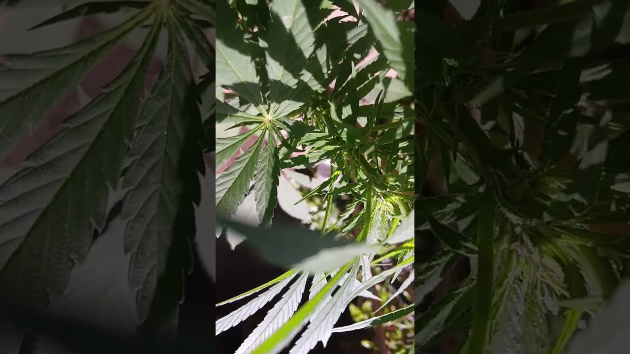 1st time grower |pineapple og |