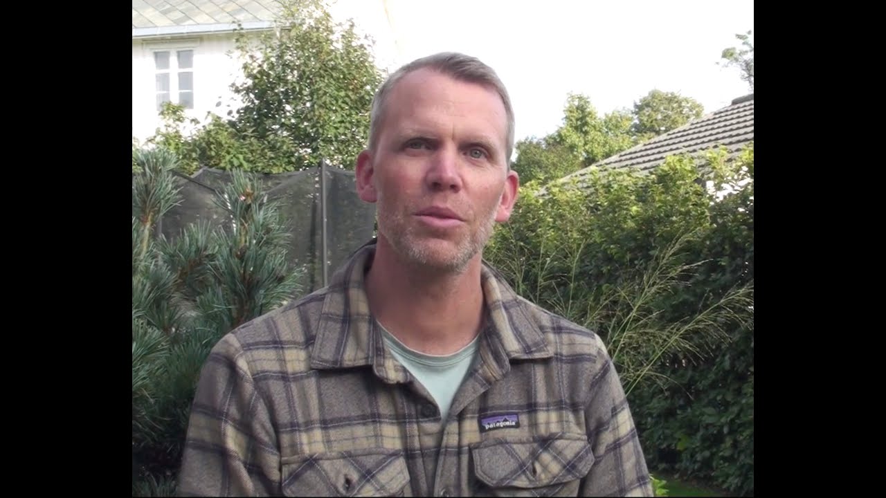 Bøk ferdighekk Trondhjem