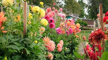 Hoa thược dược truyền thống