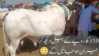 30 Lac Ka Bull (Hulk Bull ) Multan Cattle Mandi Big Bull#bigbull #multancattlemandi