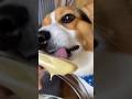 Готовим с корги 👨🏻🍳🐶
