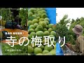 梅取り