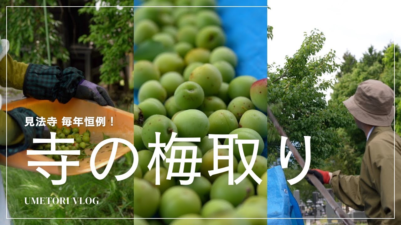 梅取り