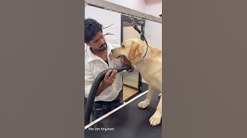 Labrador Retriever Grooming 🐾✂️🛁#shorts #labrador #petgroomer #doggrooming #doglover #thepetengineer