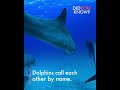 Dolphins Fun Facts