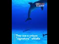 Dolphins Fun Facts