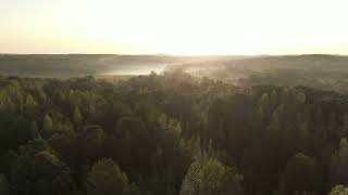 Download Lagu Forest🌲 With Full of Green and Peace MP3