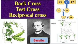 Test Cross | Back Cross | Reciprocal cross | Genetics